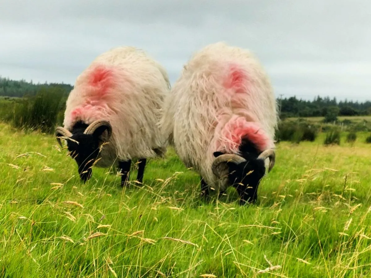 Ewe lambs - Image 1