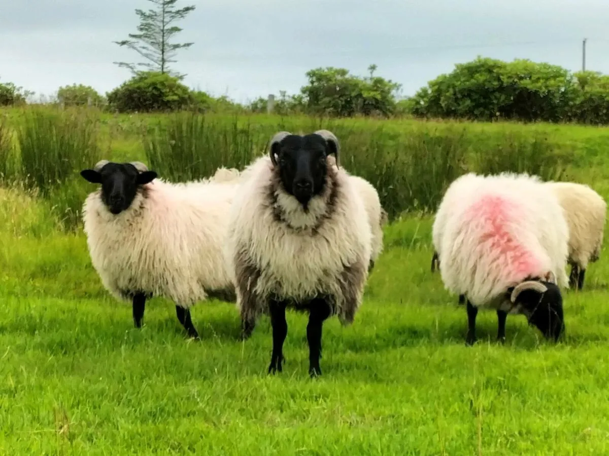 Ewe lambs - Image 2