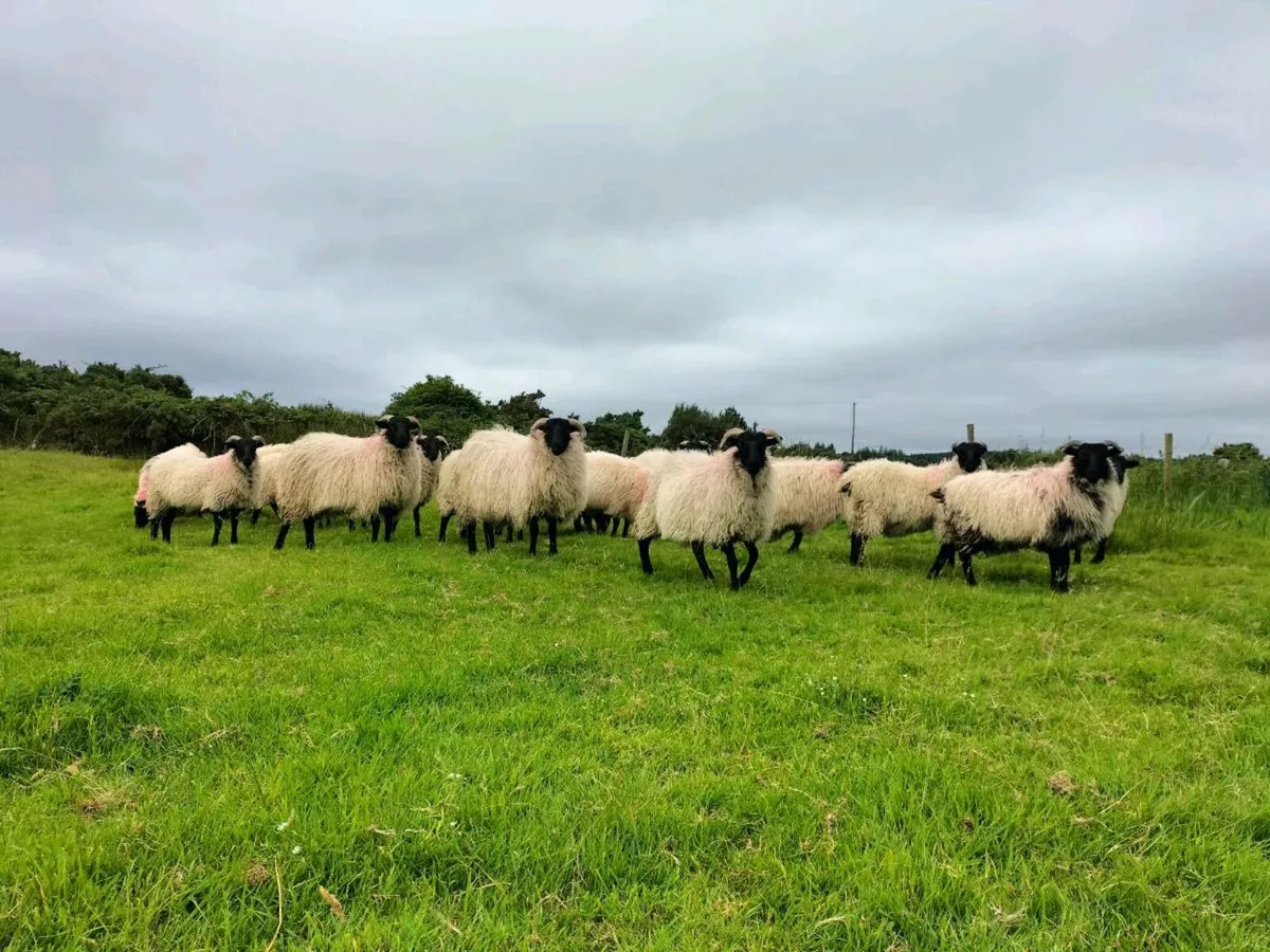 Ewe lambs - Image 3