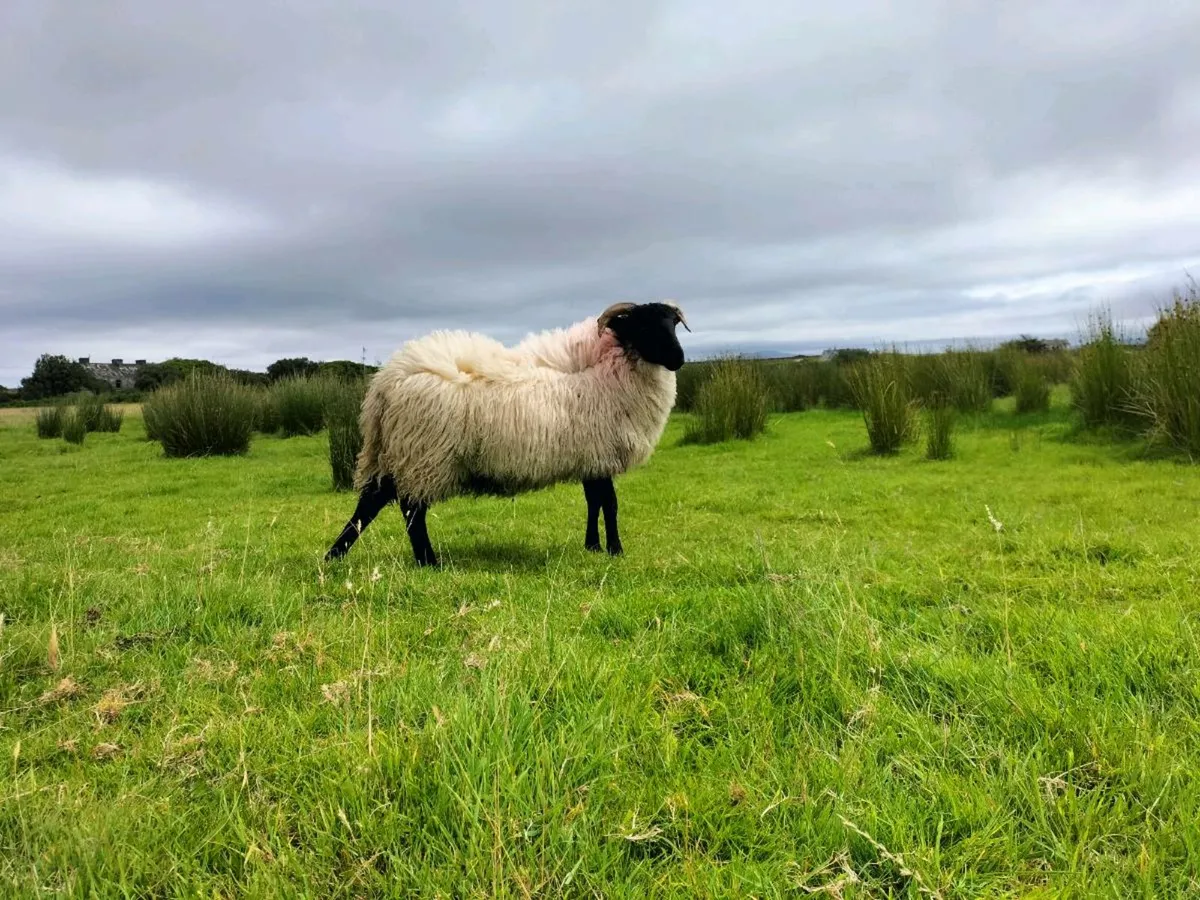 Ewe lambs - Image 4