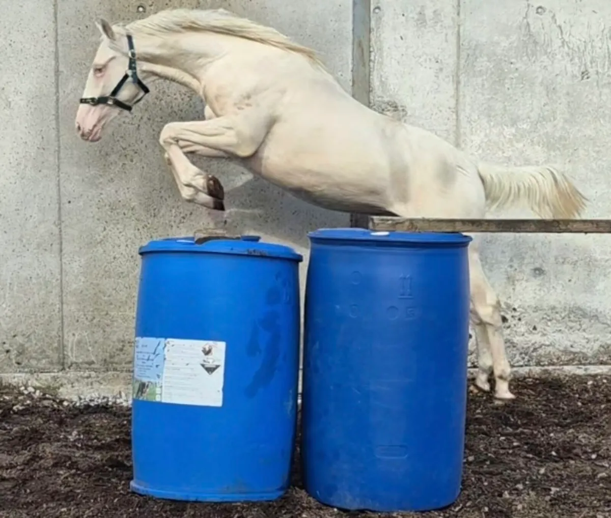 Perlino Colt - Image 1