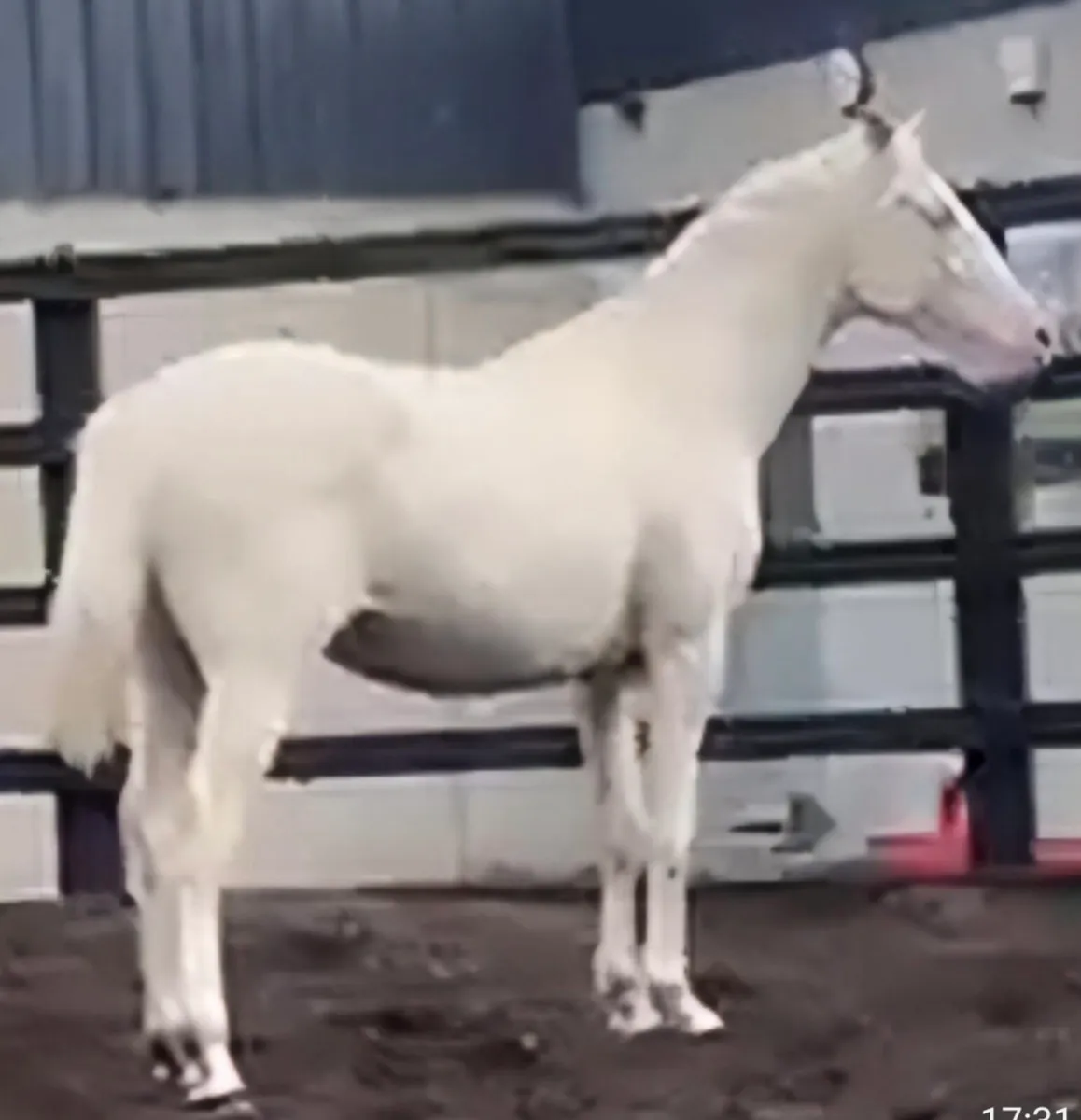 Perlino Colt - Image 2