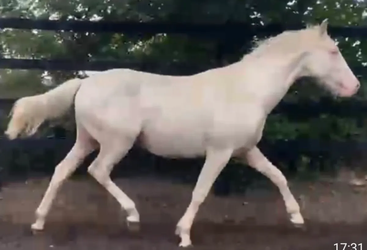 Perlino Colt - Image 3