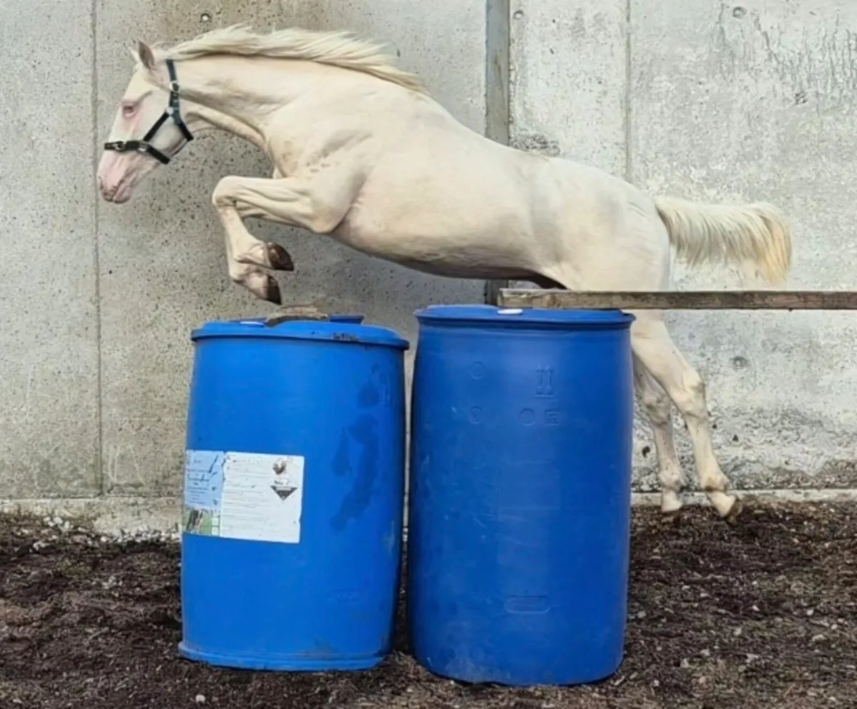 Perlino Colt - Image 4