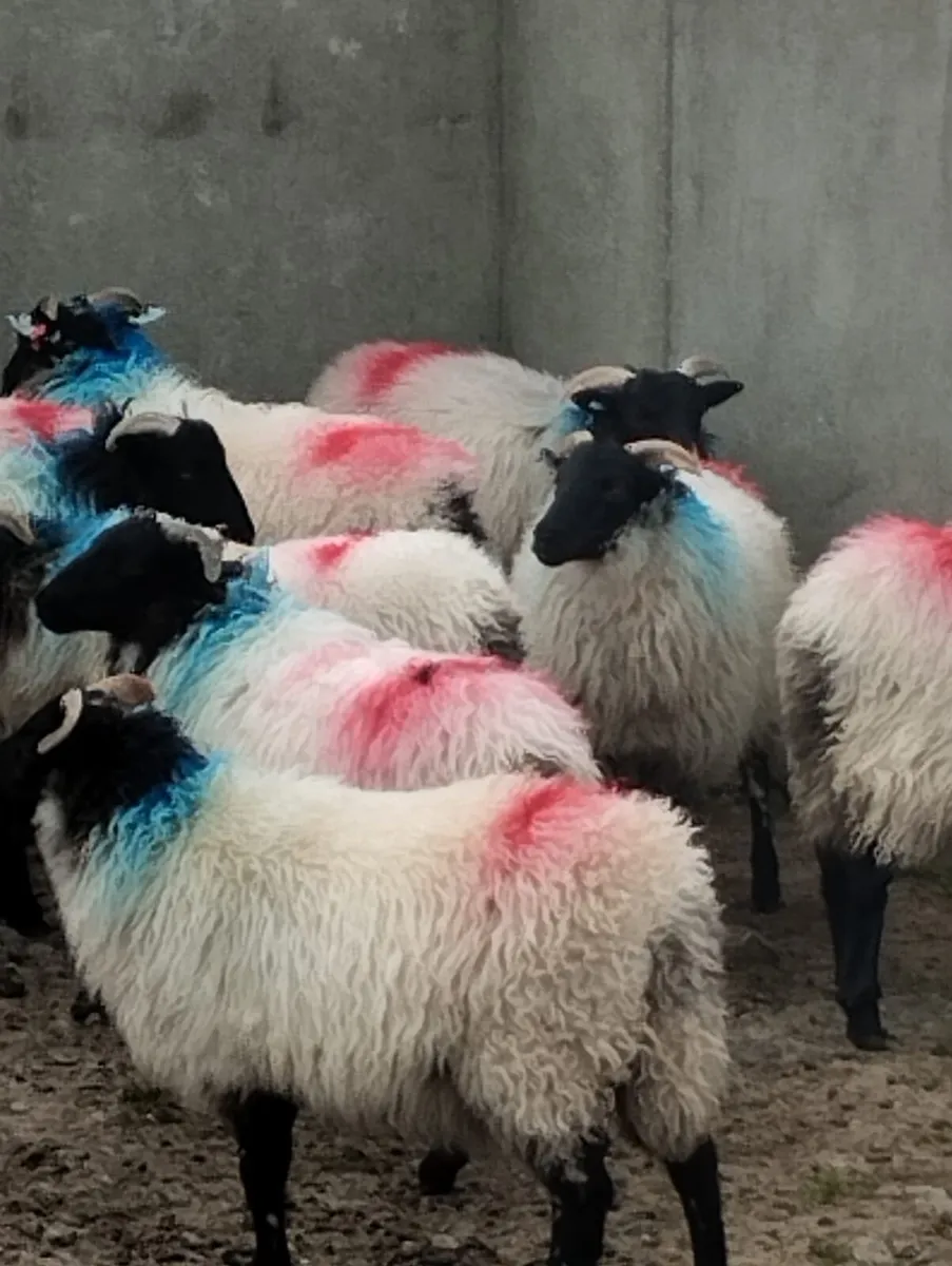 Blackface ewe lambs
