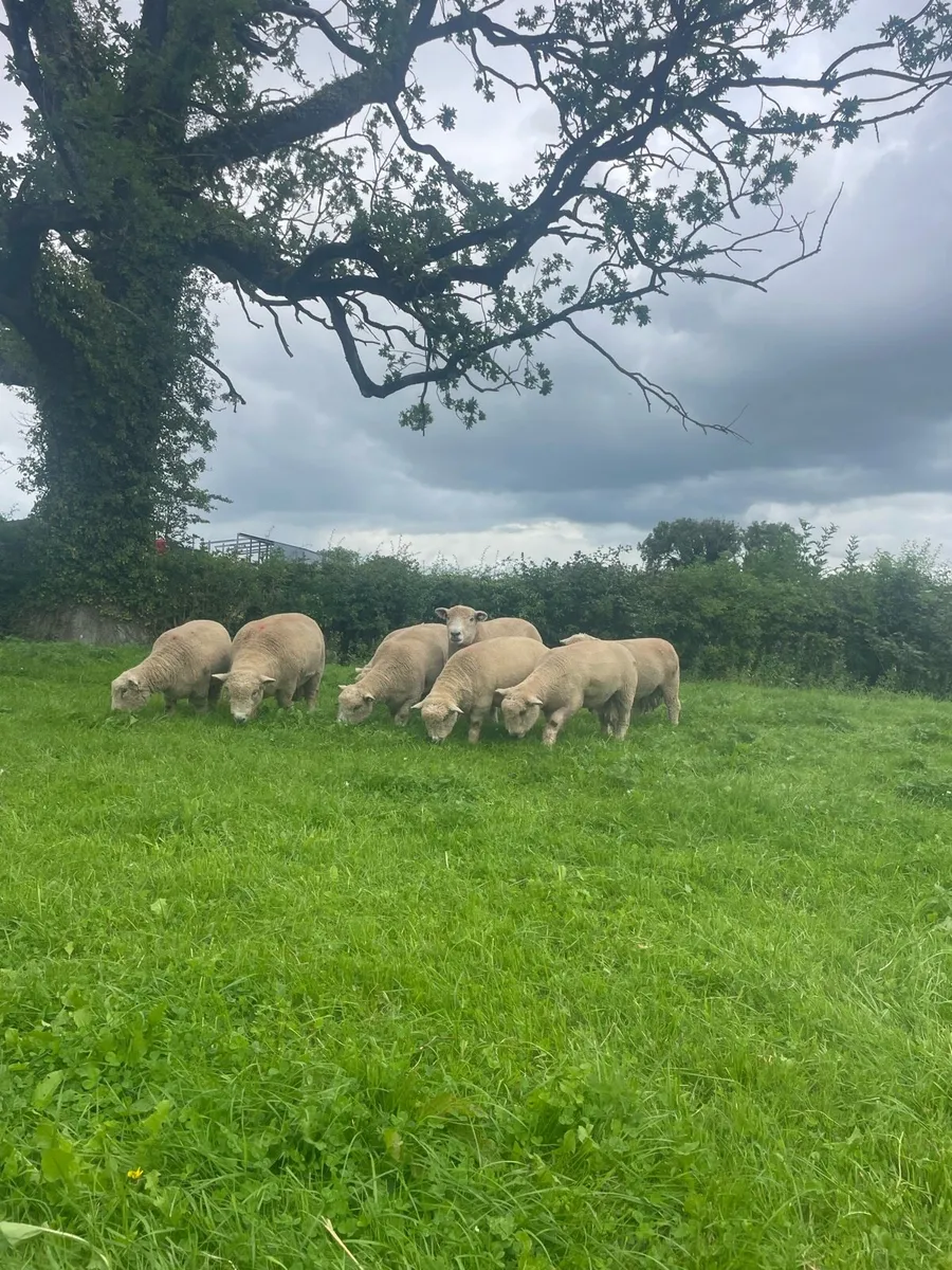 PBR Ryeland Hogget Rams