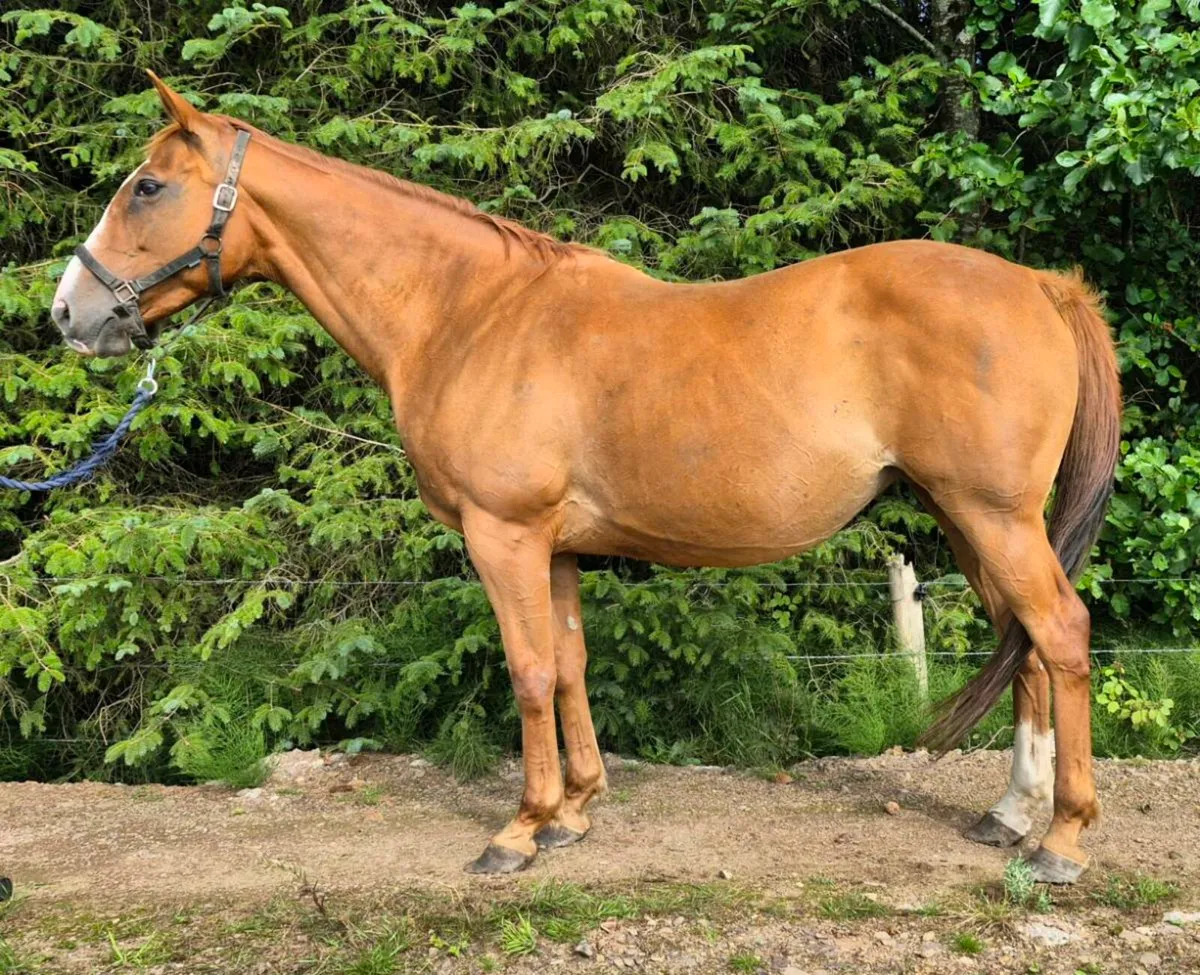 Winning Kapgarde mare - Image 2