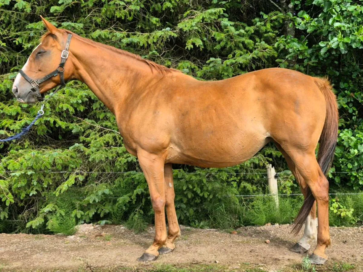 Winning Kapgarde mare - Image 3