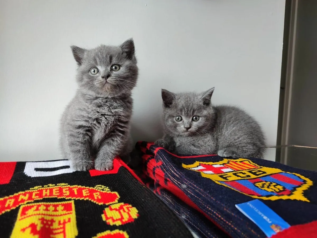 British   Shorthair kittens - Image 4