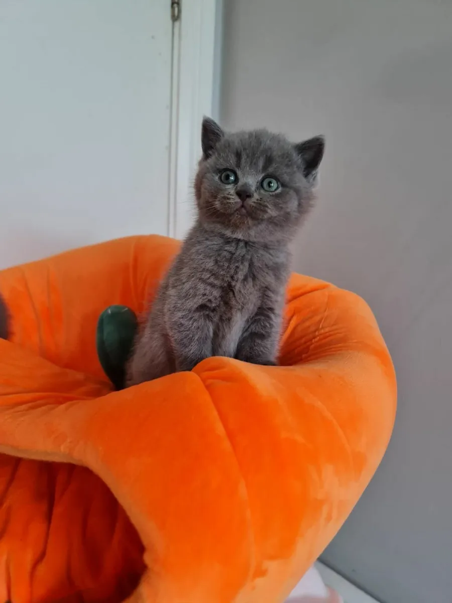 British   Shorthair kittens - Image 2