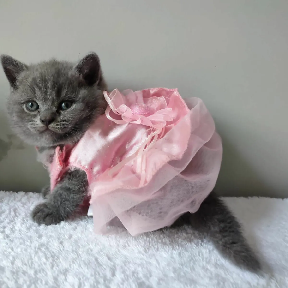 British   Shorthair kittens - Image 3