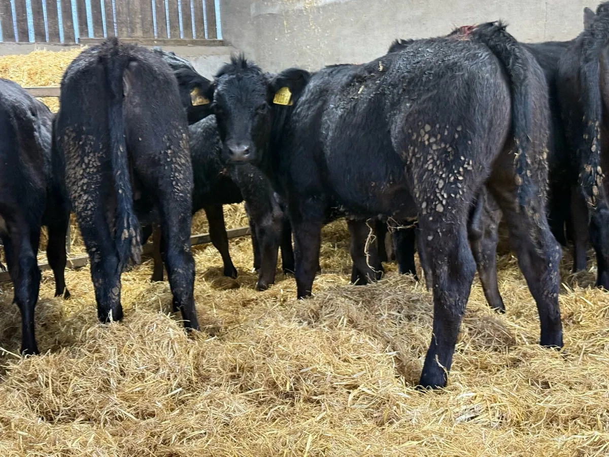 15 Top Quality Limousin Heifers - Image 1
