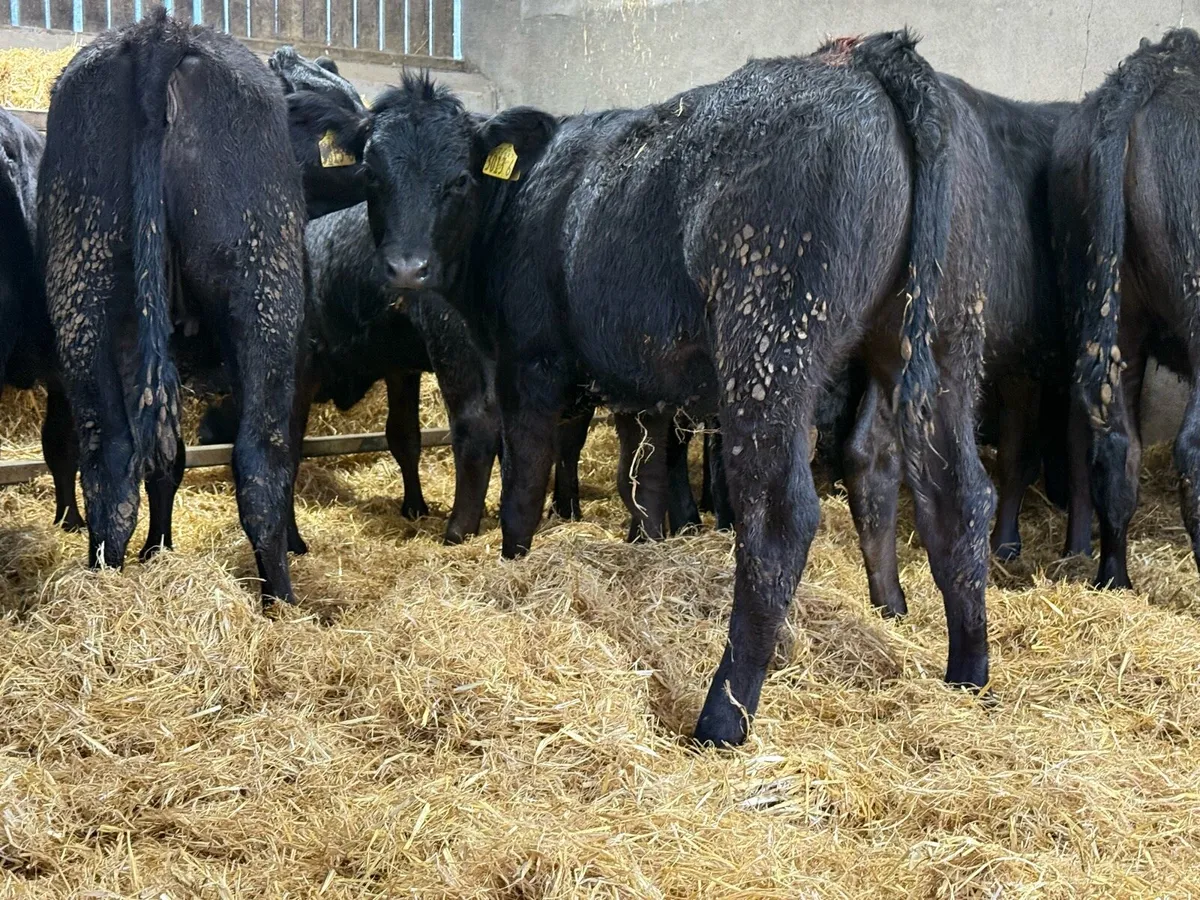 15 Top Quality Limousin Heifers - Image 2