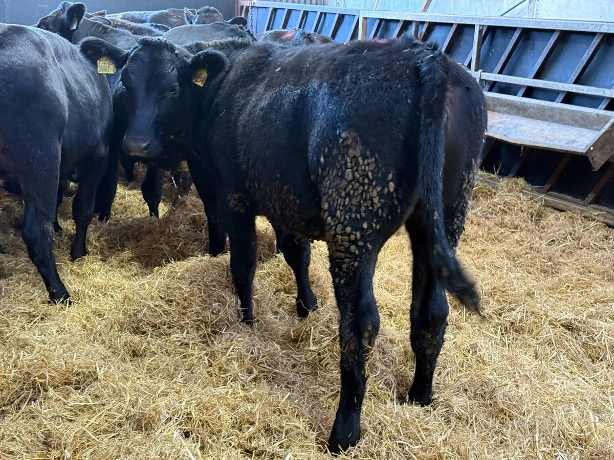 15 Top Quality Limousin Heifers - Image 3