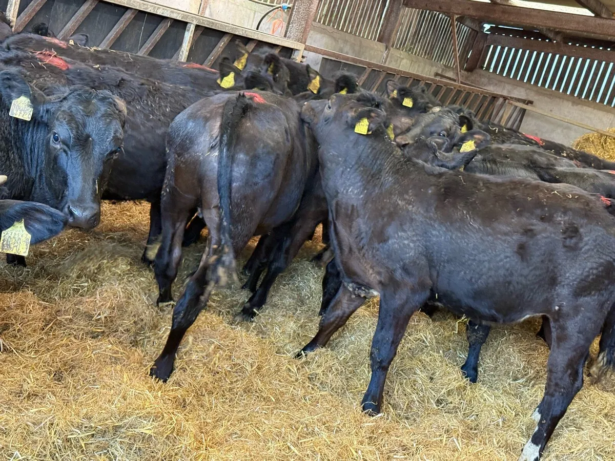 15 Top Quality Limousin Heifers - Image 4