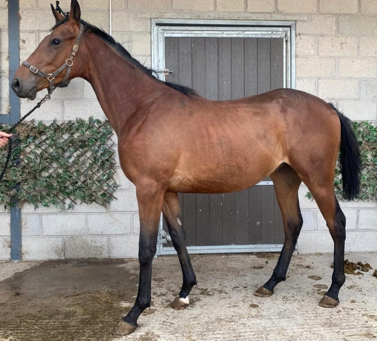 JEU ST ELOI 2 YEAR OLD - Image 2