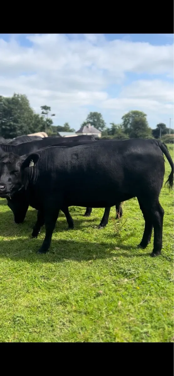 Angus Heifers - Image 1