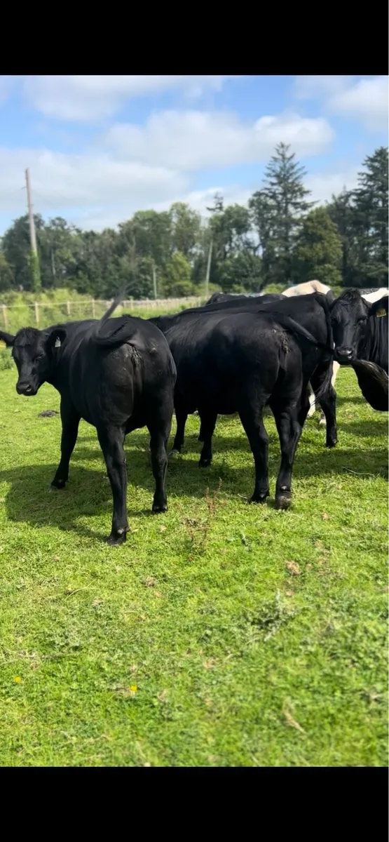 Angus Heifers - Image 2