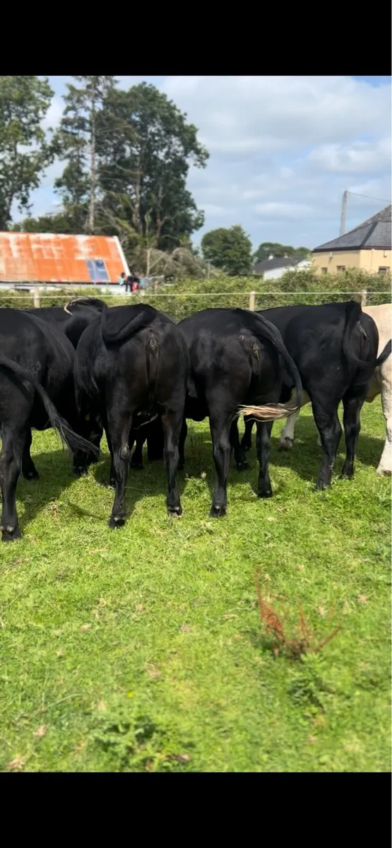 Angus Heifers - Image 3