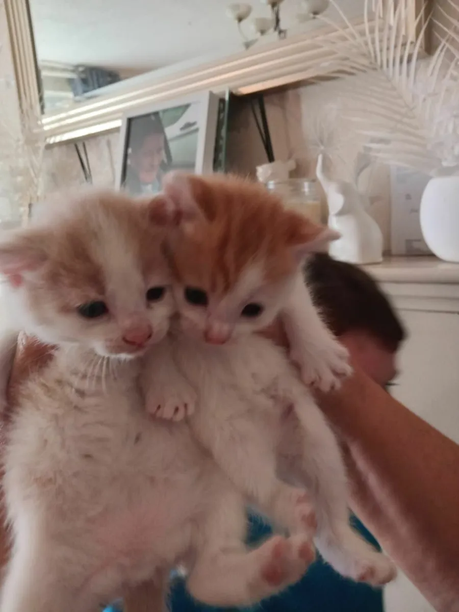 Kittens - Image 1