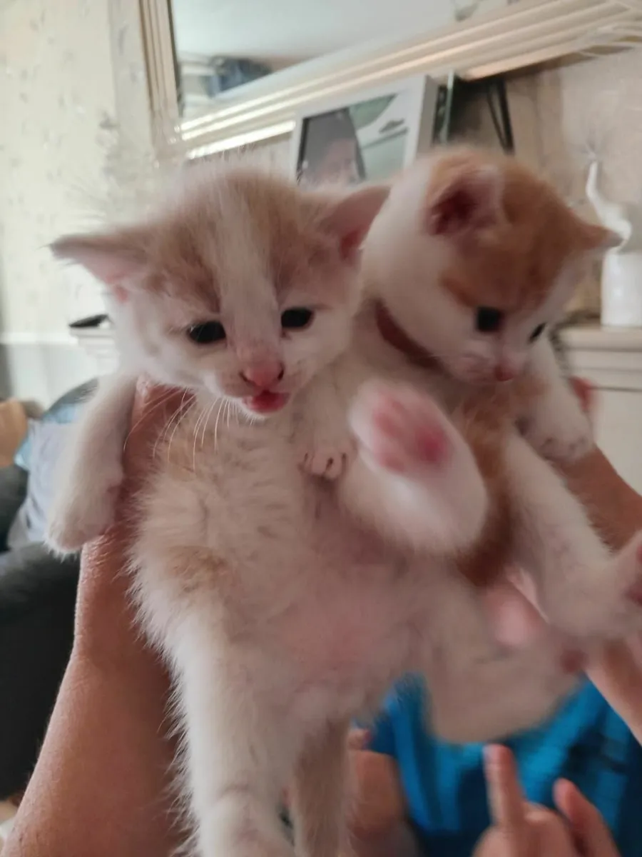 Kittens - Image 2