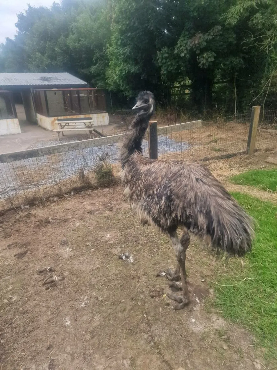 Emu - Image 1