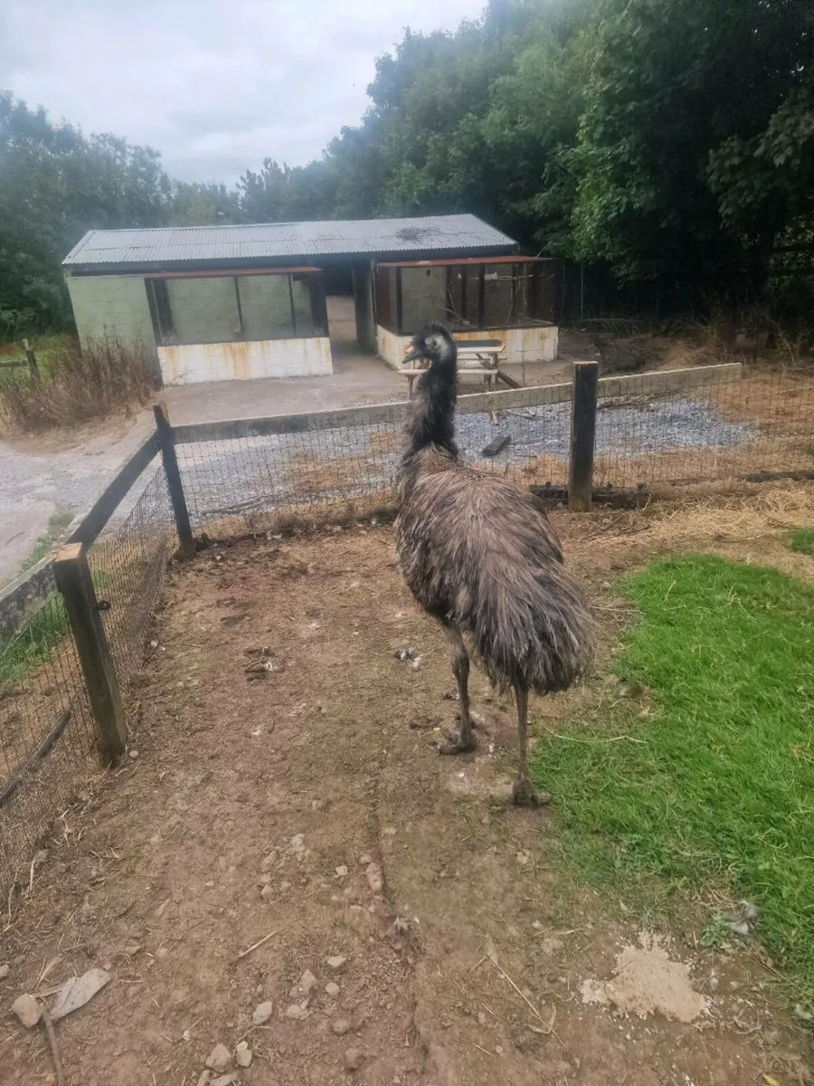 Emu - Image 2