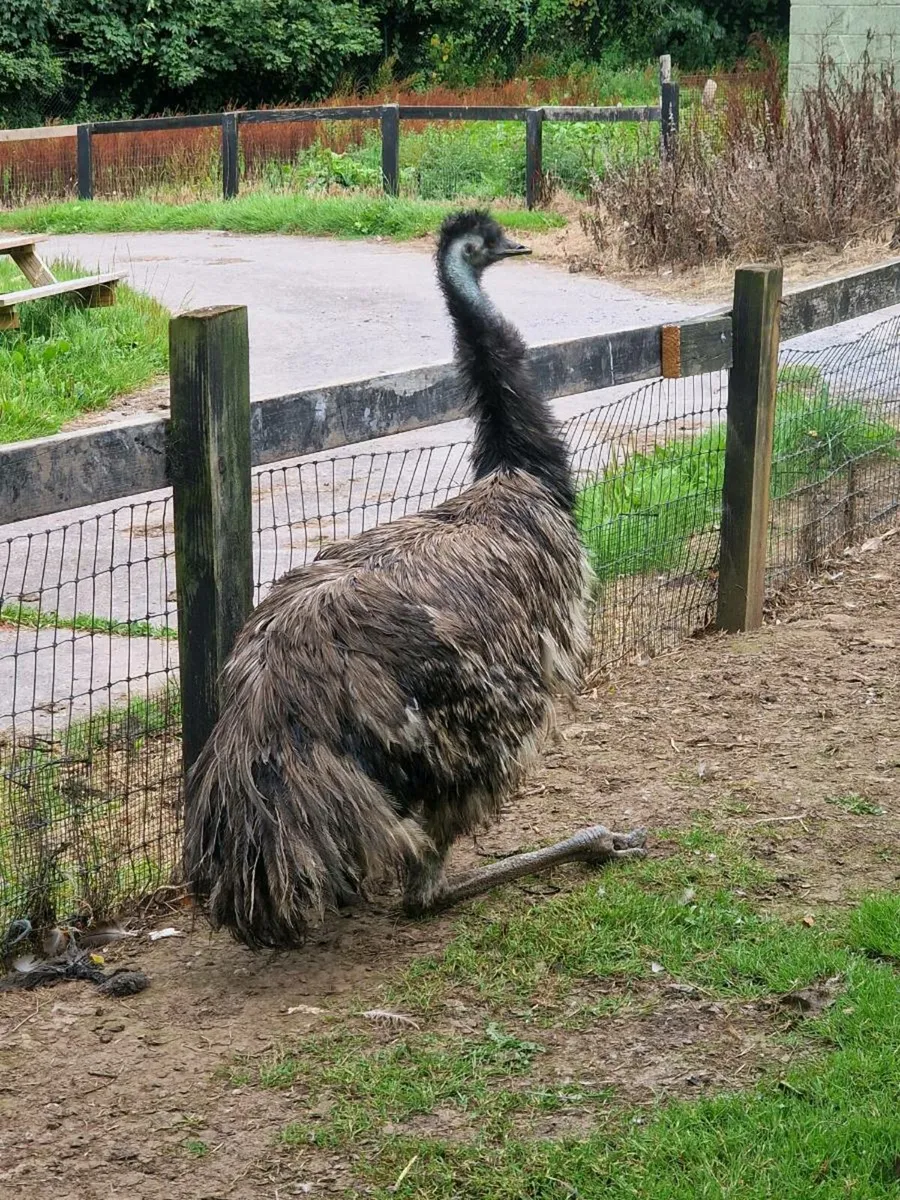 Emu - Image 3