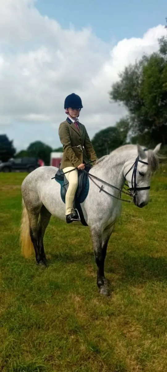 Conamara pony - Image 1