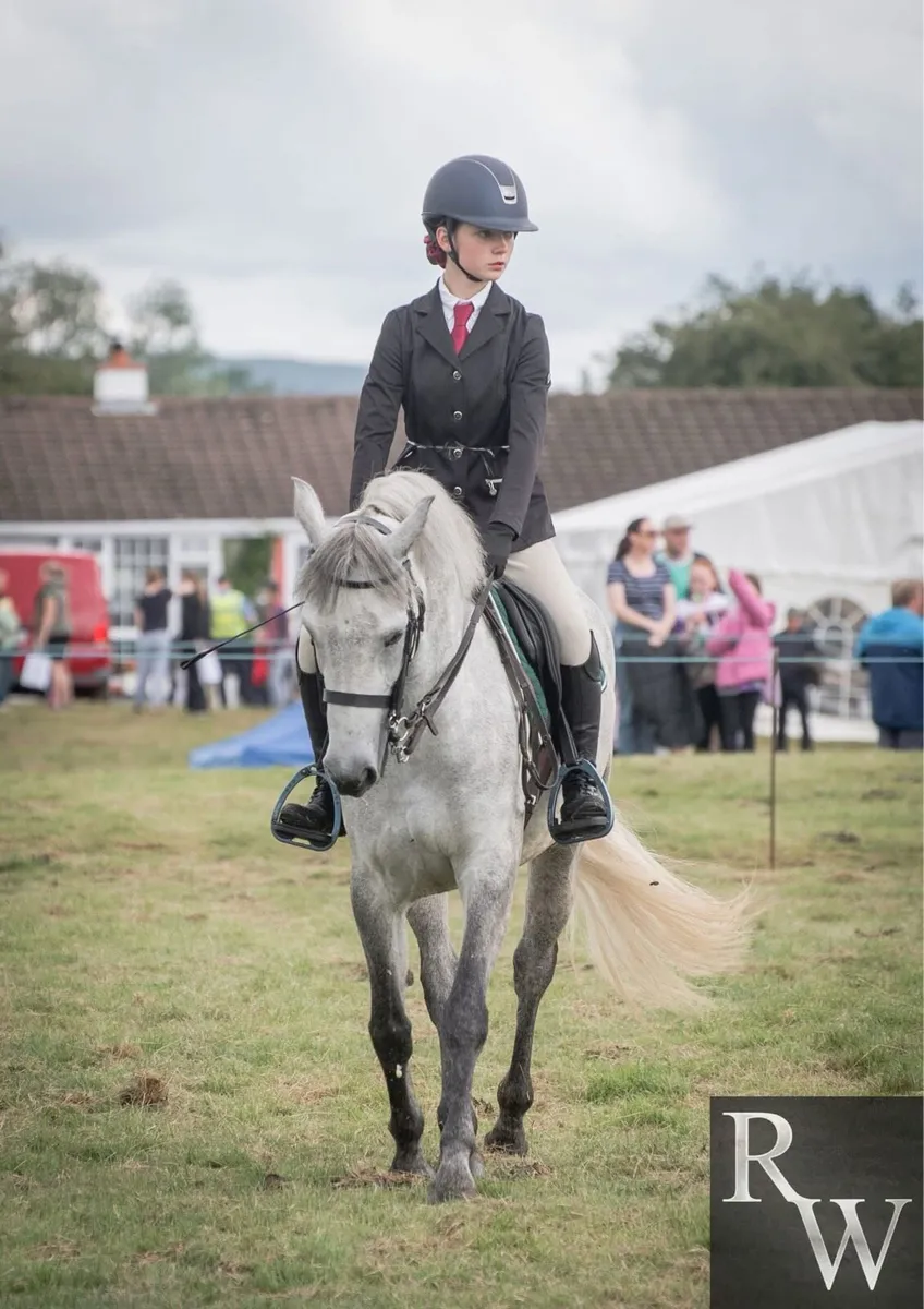 Conamara pony - Image 2