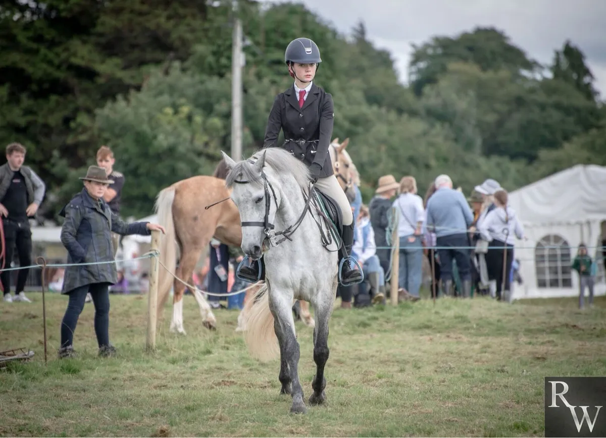 Conamara pony - Image 3