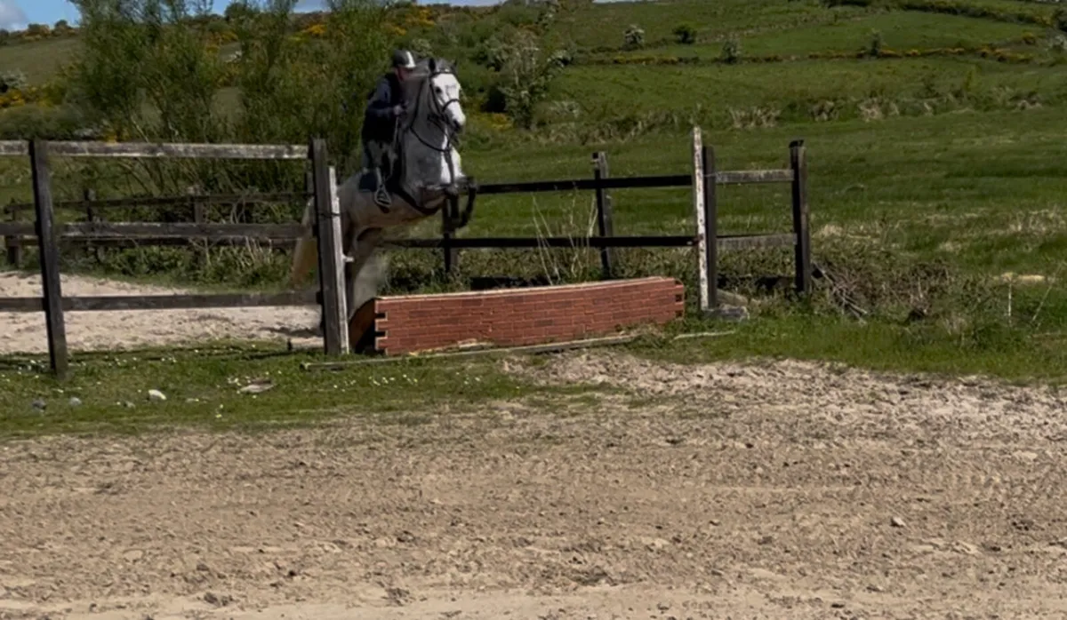 Conamara pony - Image 4