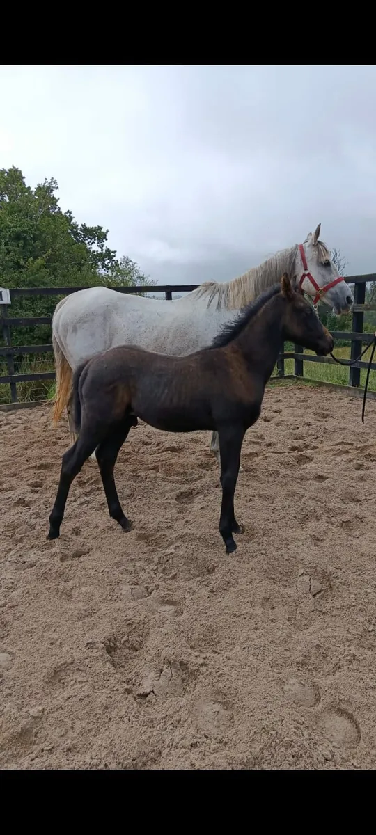 Broodmare with Connemara X colt foal at foot. 
Bel - Image 1