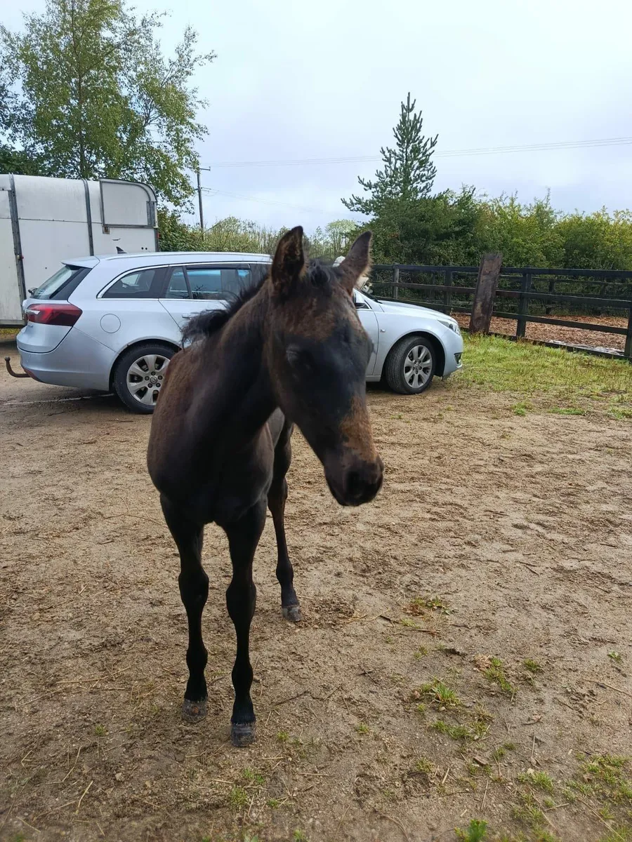 Broodmare with Connemara X colt foal at foot. 
Bel - Image 2