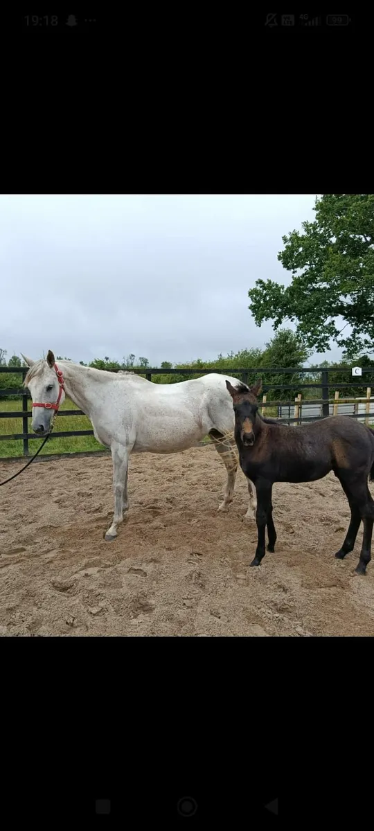 Broodmare with Connemara X colt foal at foot. 
Bel - Image 3