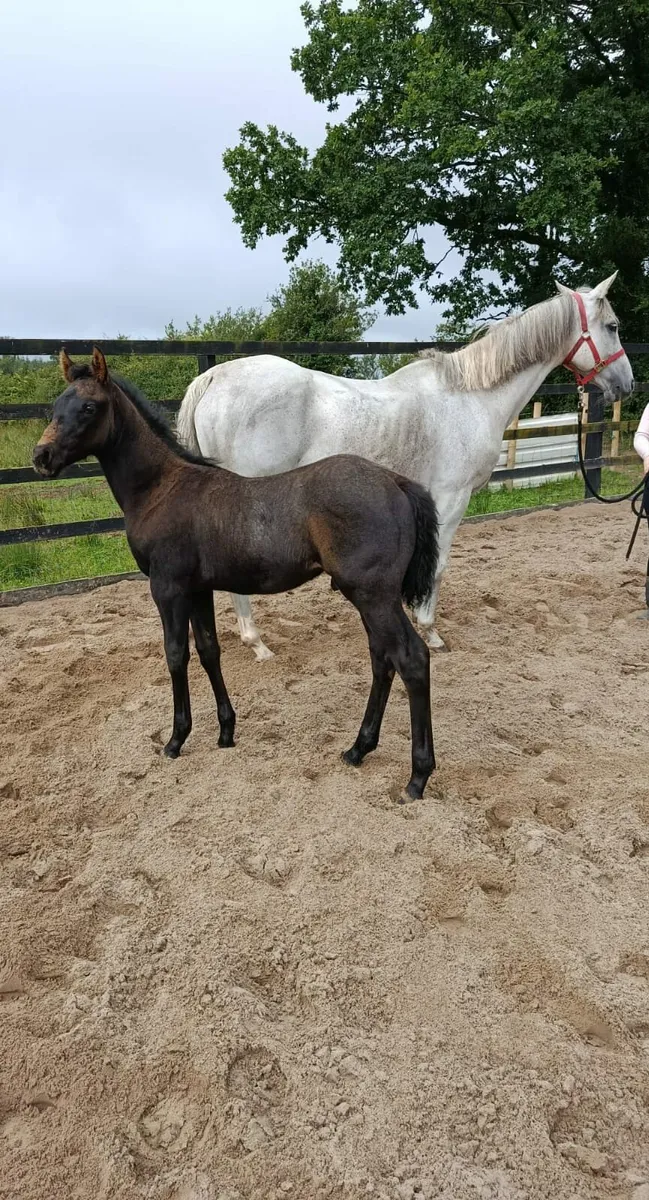 Broodmare with Connemara X colt foal at foot. 
Bel - Image 4