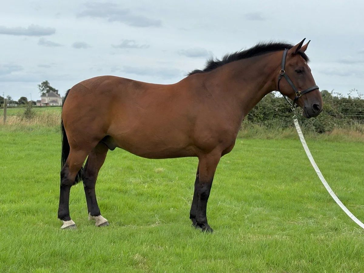 Smashing 17.2 Hunt Horse - Image 2