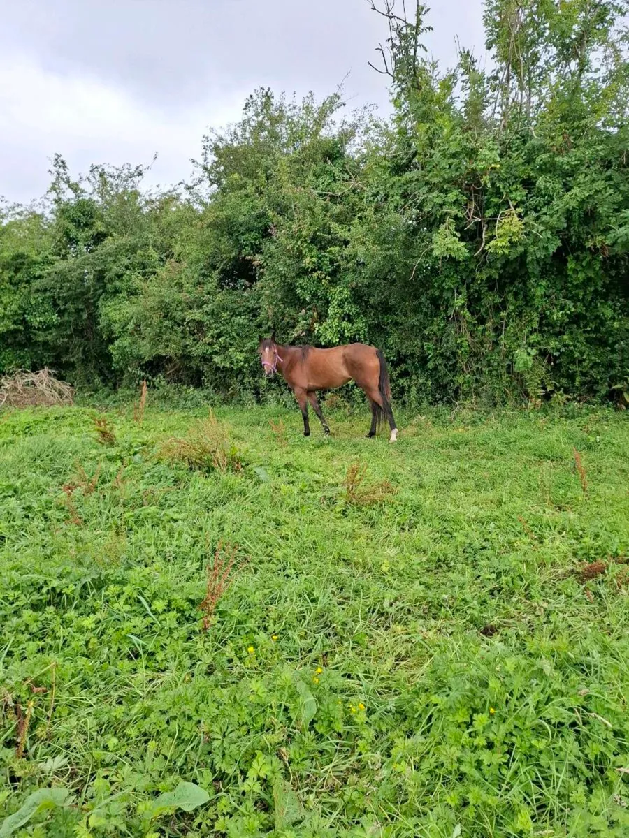 2yo Filly - Image 1