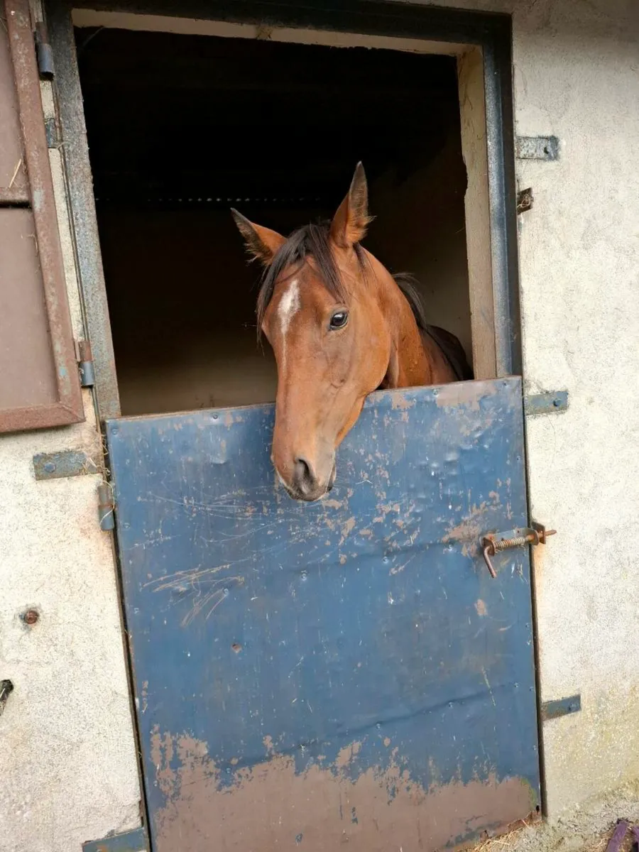 2yo Filly - Image 2