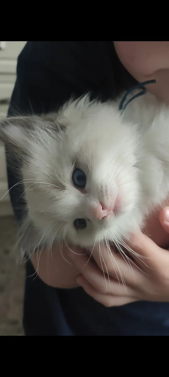 Pure breed ragdoll kittens - Image 1