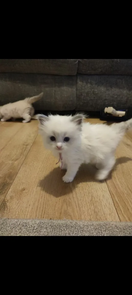 Pure breed ragdoll kittens - Image 2