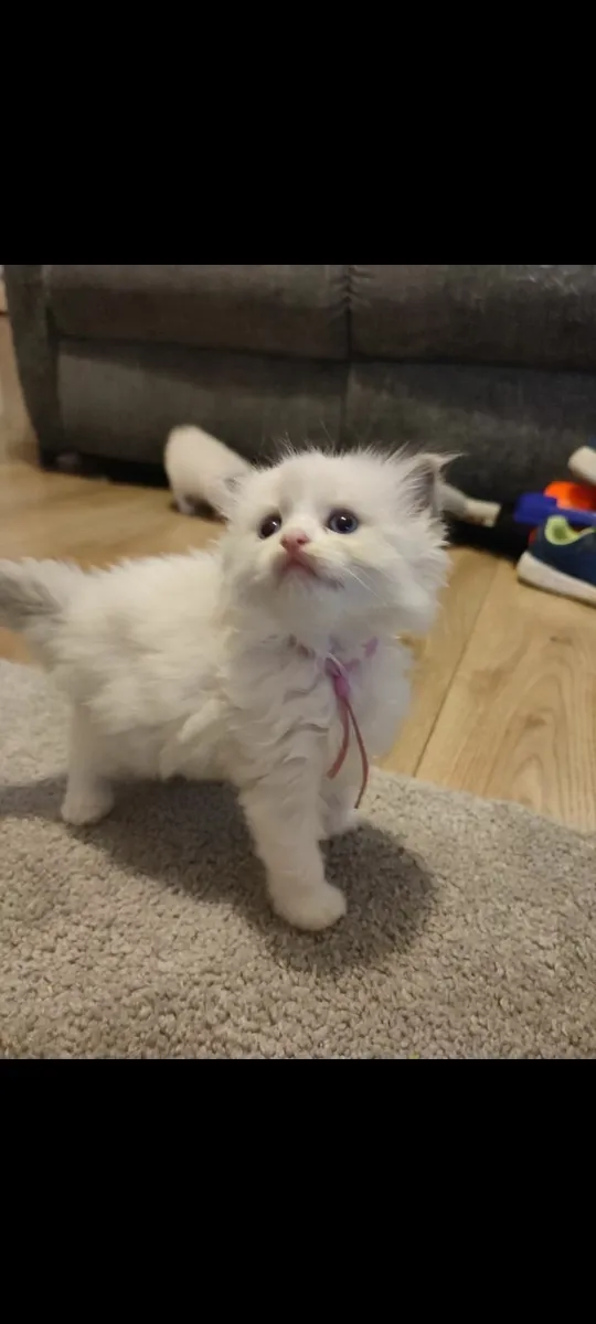 Pure breed ragdoll kittens - Image 3