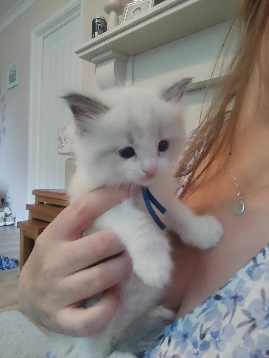 Pure breed ragdoll kittens - Image 4