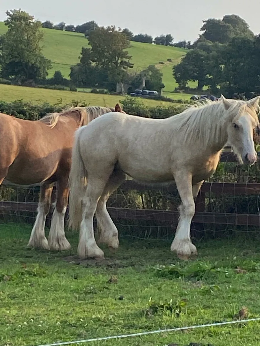 2 yearling colts - Image 2