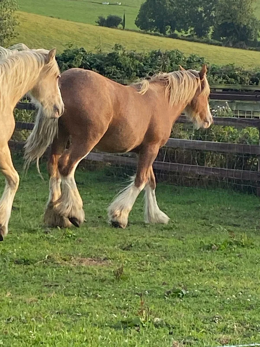 2 yearling colts - Image 3