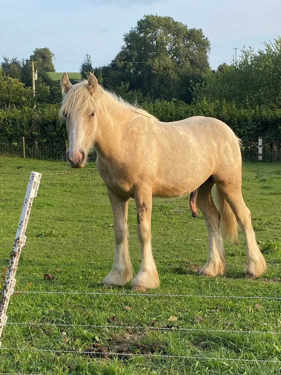 2 yearling colts - Image 4