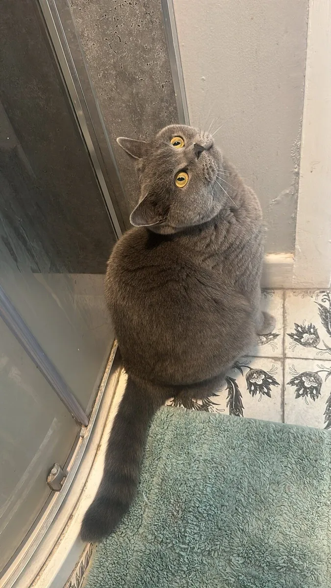 Purebred Male British Blue Shorthair Cat for sale - Image 2
