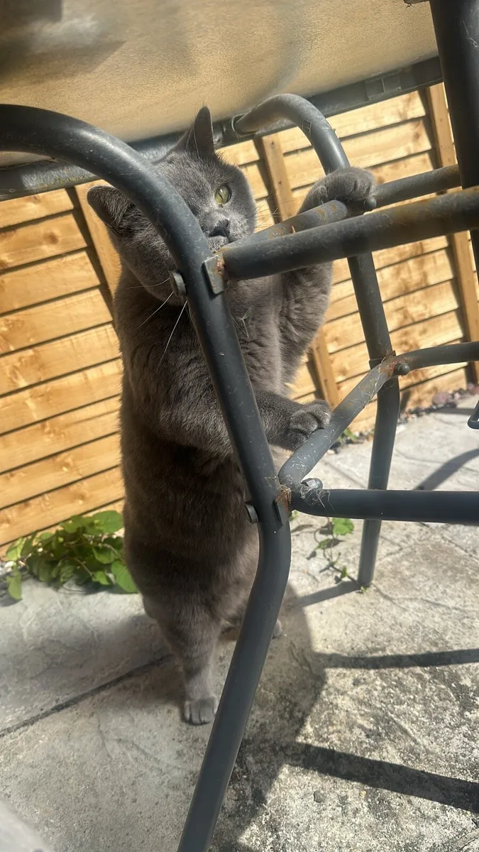 Purebred Male British Blue Shorthair Cat for sale - Image 3