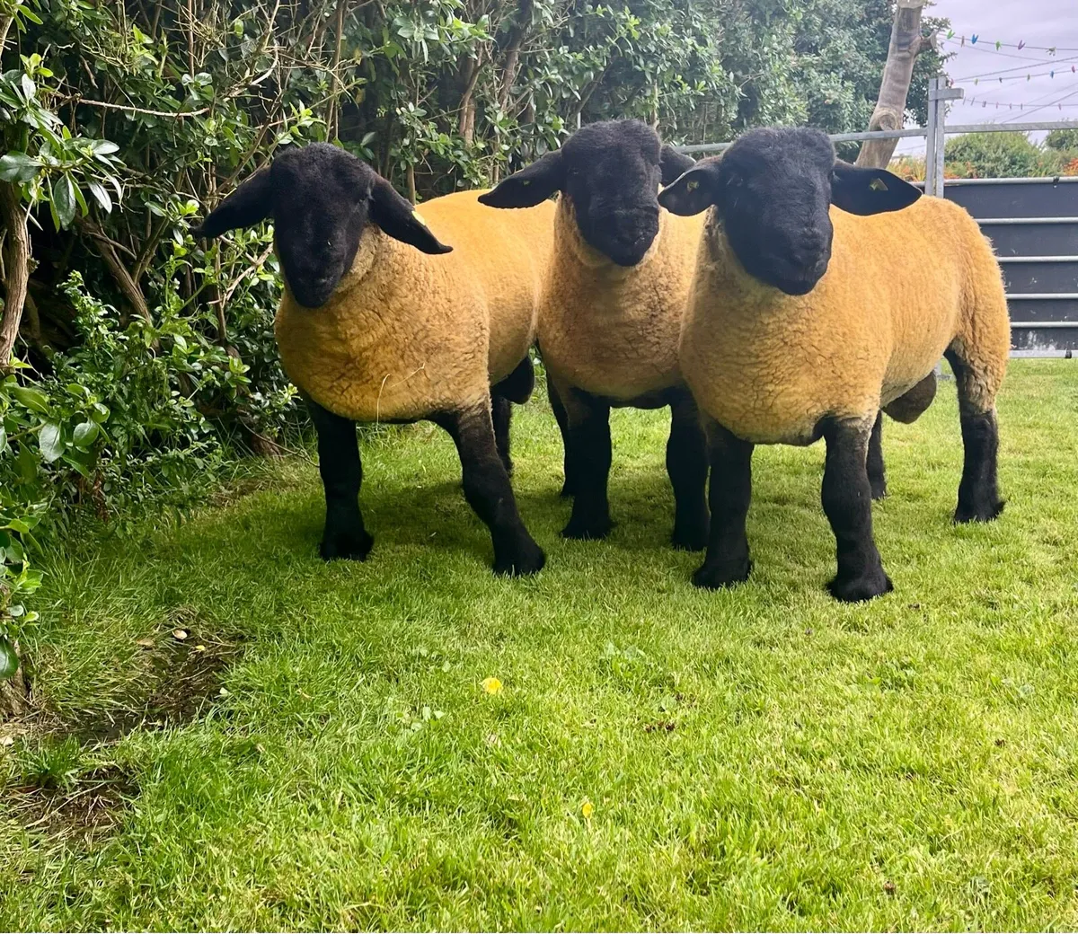 Pedigree Suffolks Rams - Image 1