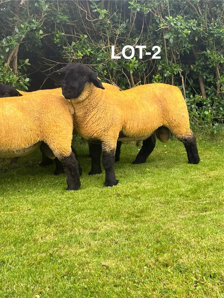 Pedigree Suffolks Rams - Image 2